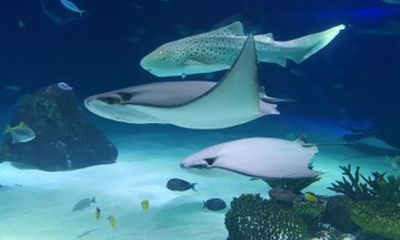 Explore Dubai Aquarium and Underwater Zoo with All Access Entry