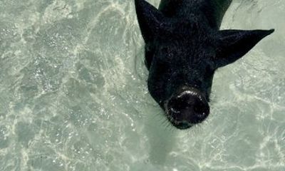 Path to Paradise Bahamas Swimming Pigs Adventure