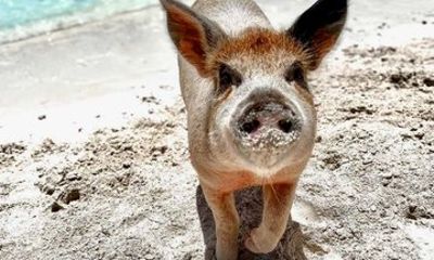 Path to Paradise: Bahamas Swimming Pigs Adventure