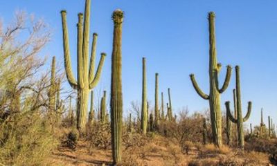 Saguaro National Park Tombstone and Bisbee Full Day Tour