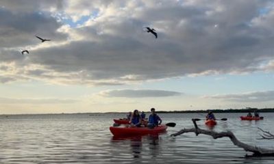 Sunset Wildlife Kayak Tour In Merritt Island