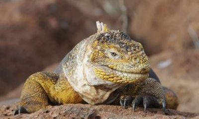 Day Land Tour to North Seymour Island in Galapagos