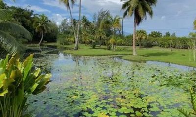 Tahiti West Coast Morning Sightseeing Tour