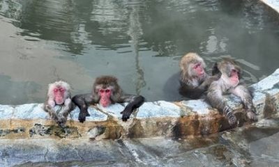 Majestic Nature and The Snow Monkeys tour from Hakodate Port
