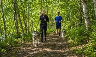 Guided Husky Hike in Finnish National Park