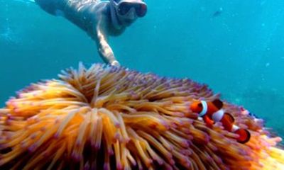 Tunku Abdul Rahman Marine Sapi and Manukan Snorkeling with Lunch