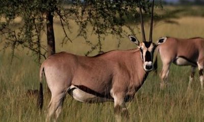 Afar Region's Awash National Park Guided Tour