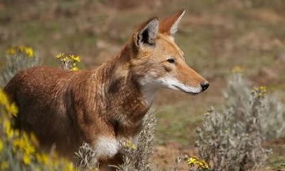 4 Day Bale Mountains Ethiopia Hiking Tour