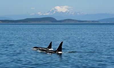 Friday Harbor Full Day Whale and Wildlife Safari