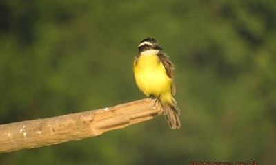 3 Day All Inclusive Guided Birding Tour from Iquitos