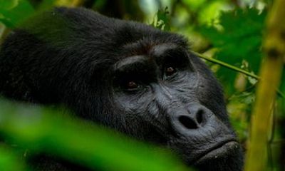 5 Day Chimpanzee and Gorilla Safari in Uganda