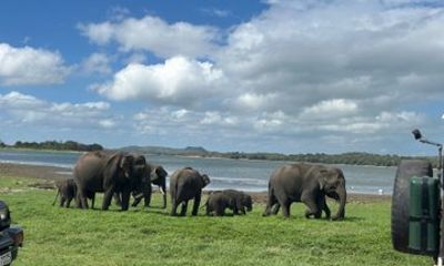 Minneriya Elephant Safari and Private Transfer to Kandy