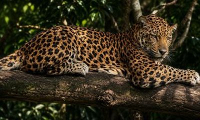 Monteverde Rescued Wildlife Sanctuary Tour
