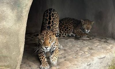 Monteverde Rescued Wildlife Sanctuary Tour