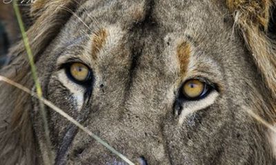 Hwange National Park Day Trip with Breakfast and Lunch