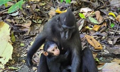 North Sulawesi and Gorontalo Tour Experience