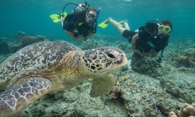 Rincón Shore Dive | No Boat, No Seasickness | Expert Guides