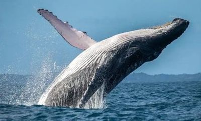 Whale Watching Experience in San Juan del Sur