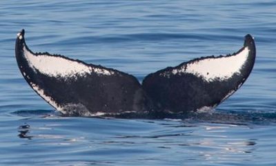 Private Whale Watching and Wildlife Ecotour in Sitka