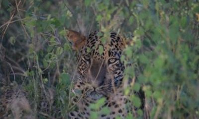 Yala Safari Full Day Safari Tour