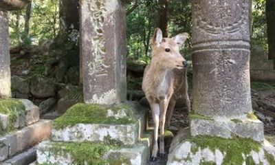 Must-sees and hidden treasures of Nara with a local guide