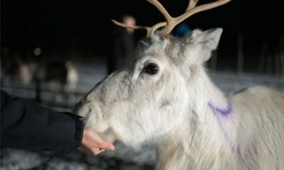 Reindeer Feeding and Sami Culture with Northern Lights in Autumn