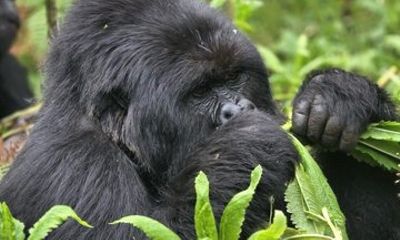 3 Day Rwanda and Uganda Gorillas and Golden Monkeys Safari