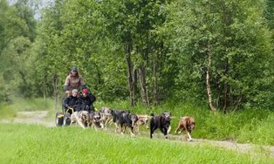 Alta Private Husky Experience at a Racing Kennel