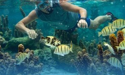 Paddle and Snorkel Fossilized Reef Tour in Key Biscayne