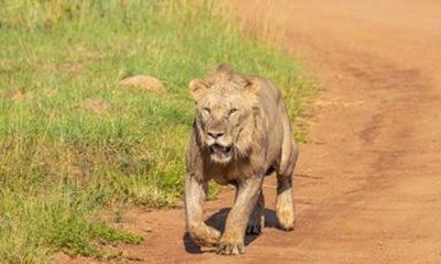 Full Day Safari at Pilanesberg National Park with Lunch