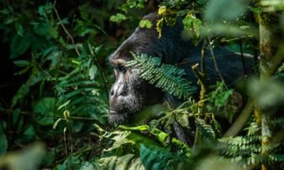 2 Day Bwindi Gorilla Trekking via Kigali