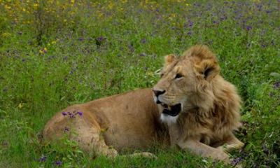 Ngorongoro Crater Day Trip Safari From Arusha