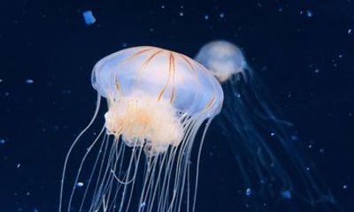 Jellyfish and Samurai Spirit Private Tour from Sakata Port