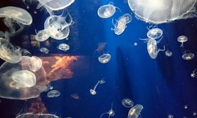 Private Kamo Aquarium Dash Tour from Sakata Port