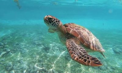 Coral Reef Snorkel Tour with Marine Biologists Videos Included