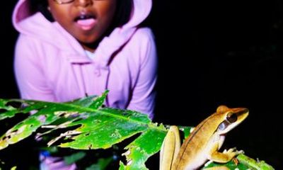 Night walk and search for tarantula sloths