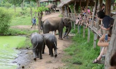 From Bangkok Elephant Care Experience and River Kwai Day Trip