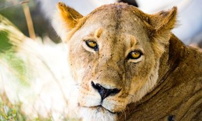 Classic Tanzania Safari 7 Days 6 Nights Private Safari