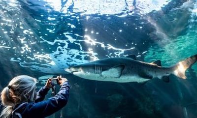Two Oceans Aquarium and Mandela Balcony Heritage Tour