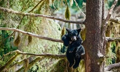 Ketchikan Black Bear Express