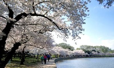 Cherry Blossom Mall and Tidal Basin Bloom Walking Tour