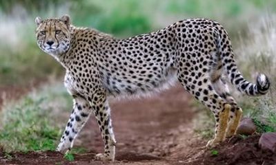 India Golden Triangle Tour with Kuno National Park