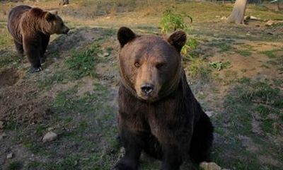 Bear Sanctuary and Brasov Small Group Tour in Bucharest