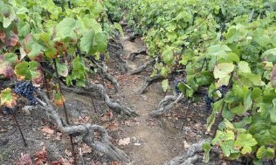 Enjoy local wines known worldwide for centuries
