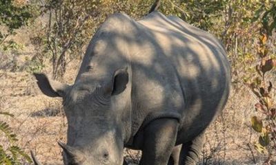 Safari Game Drive and Rhino walk