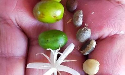 Pluma Hidalgo Coffee Farm Tour & Mountain Villages from Huatulco