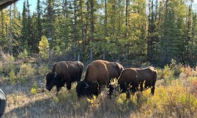 Women Only Scenic Road Trip to the North Arm of Great Slave Lake