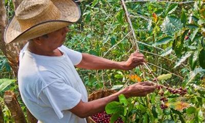 Experience Café Pluma Hidalgo