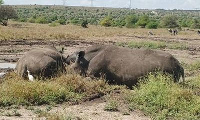 Nairobi Safari City and Museum Tour