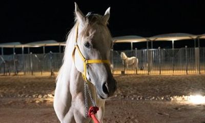 Shared Riyadh Horse Ride Adventure